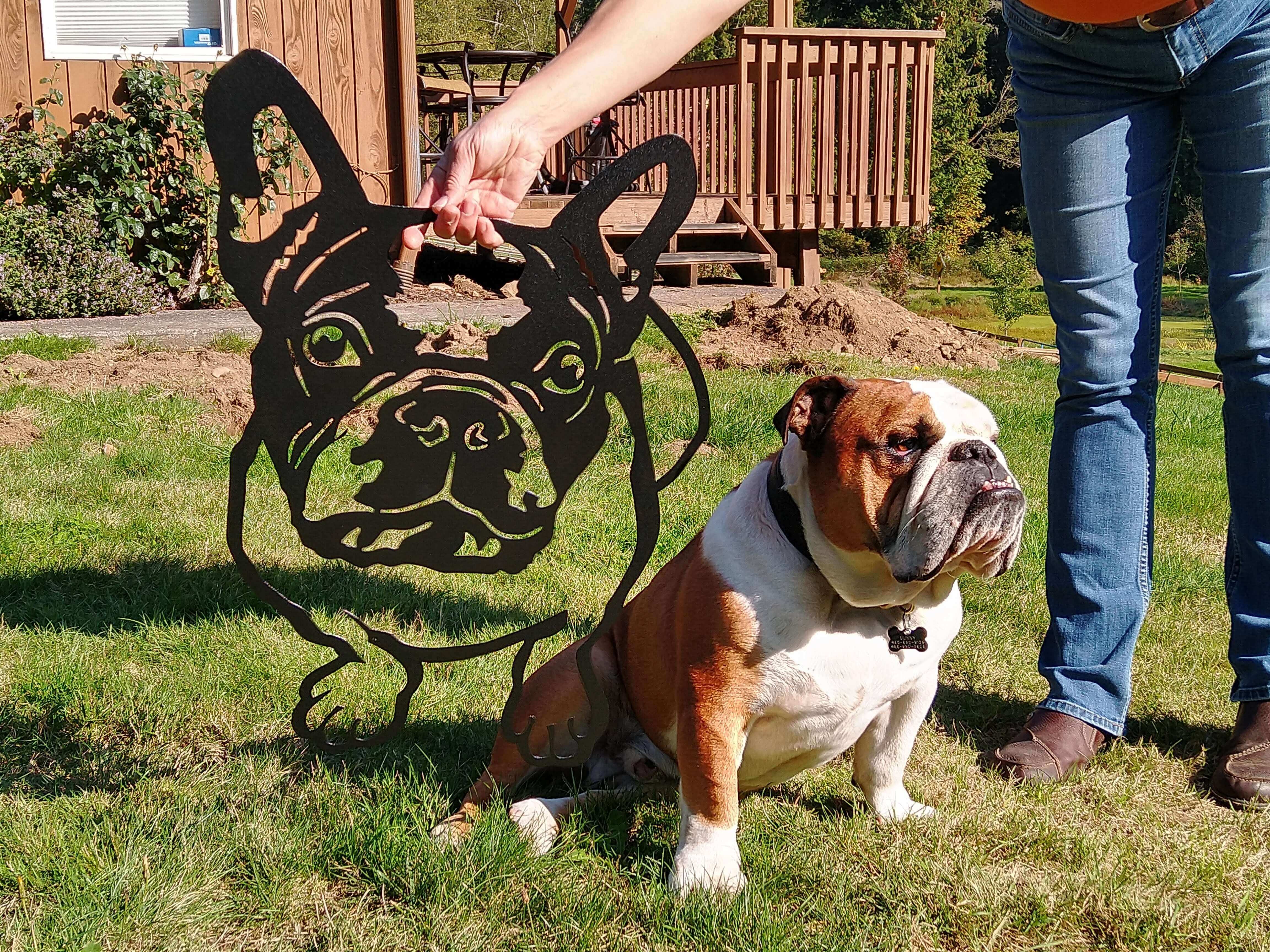 French Bulldog Looking Up Metal Sign